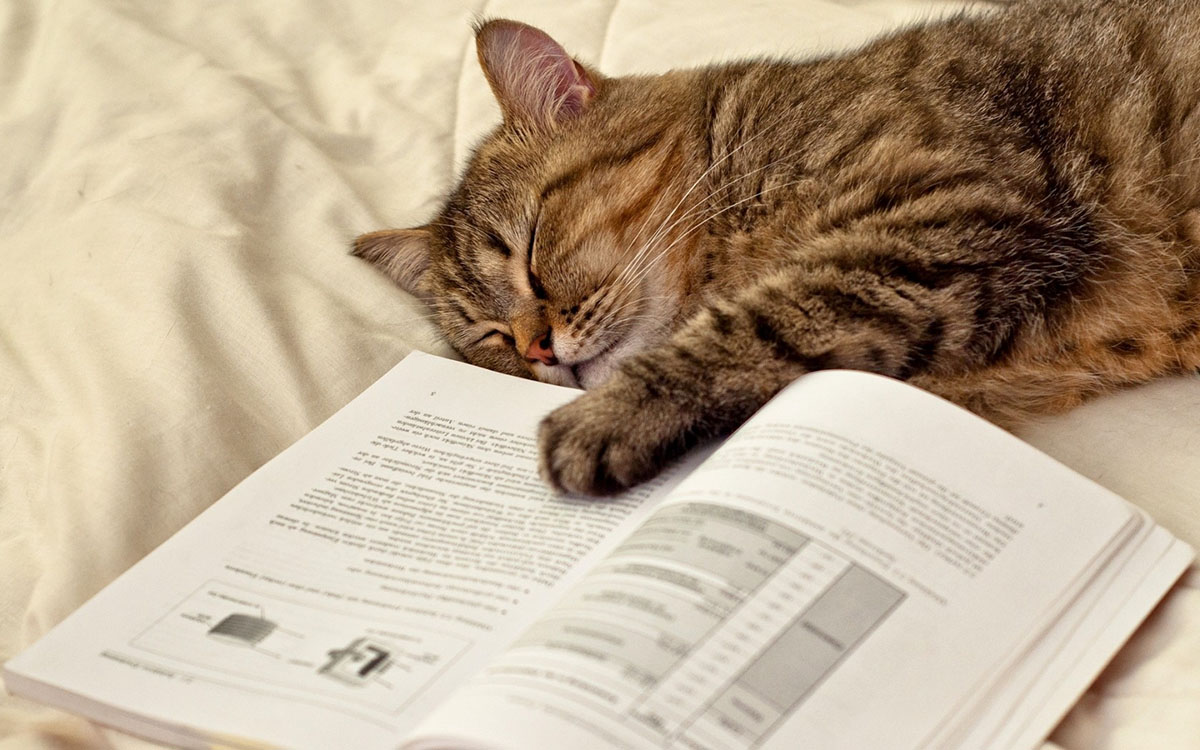 cat-sleeping-on-the-book.jpg