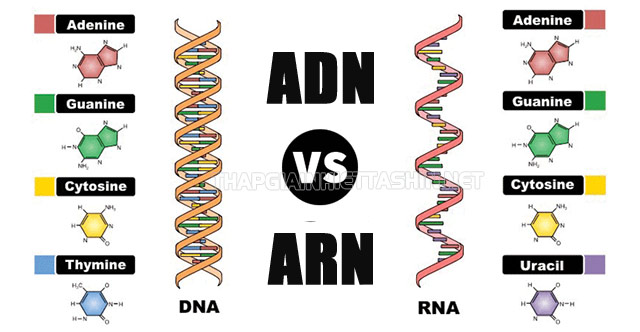 ADN và ARN có nhiều điểm khác nhau