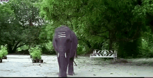 Elephant Toot GIF - Elephant Toot Animal GIFs