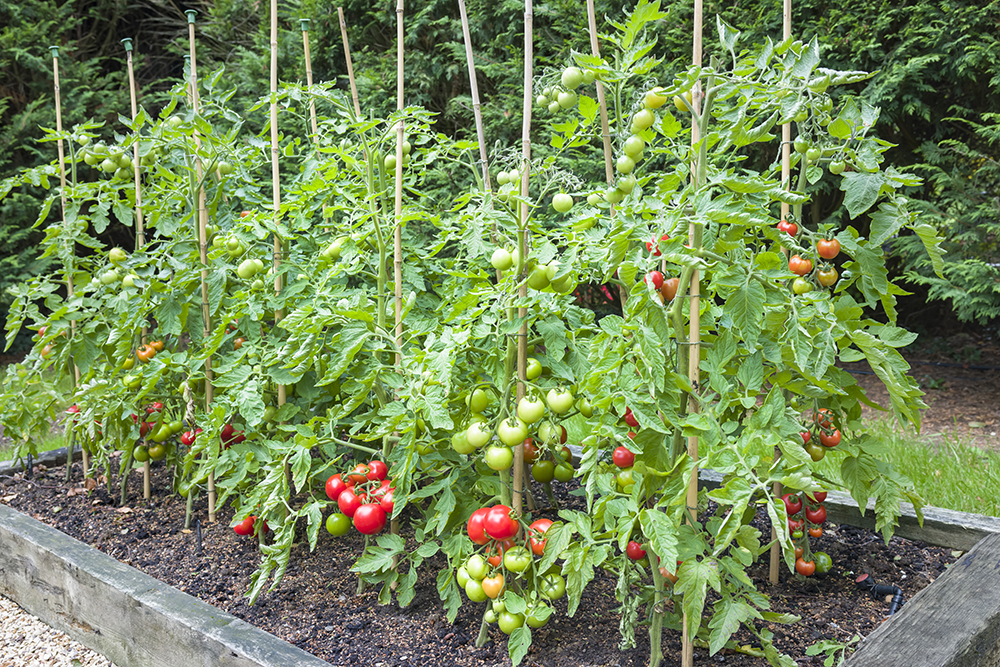 The Pros and Cons of Growing Tomatoes on Stakes