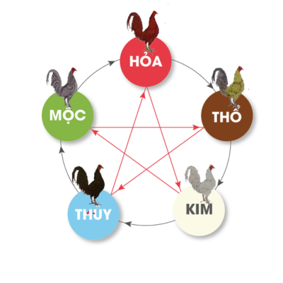 Tại sao lại cược thủ cần phải xem màu mạng gà đá hôm nay