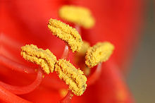 A photo of pollens on the anthers of a flower.