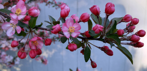 ピンクcrabapple花と芽