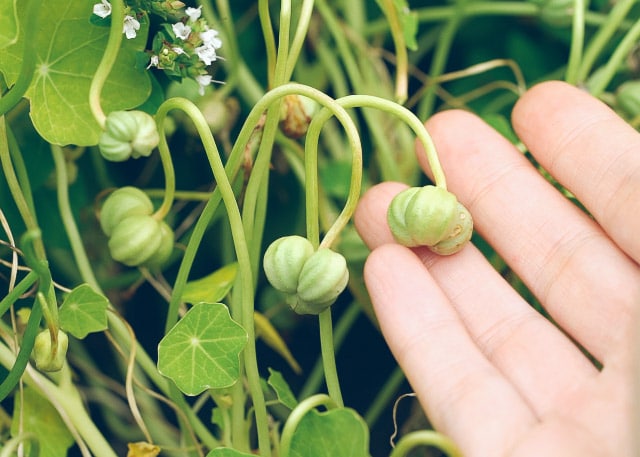 picking nasturtium seeds