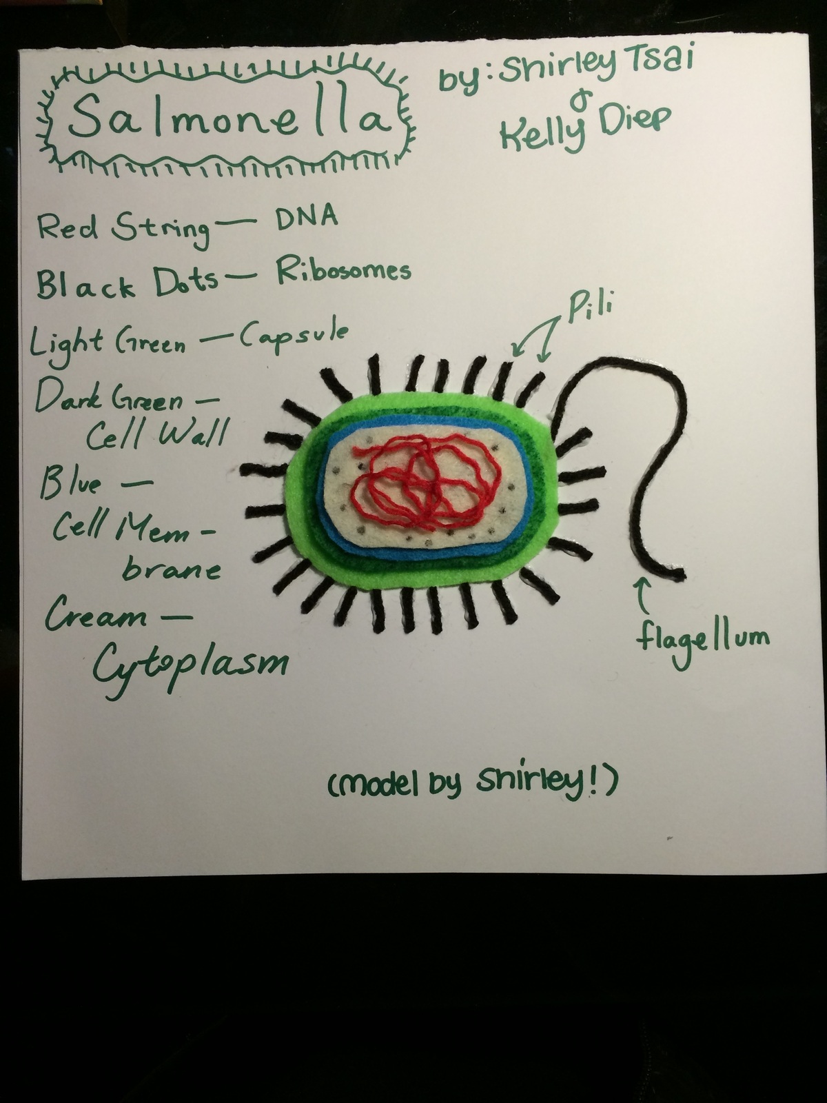cell project.jpg