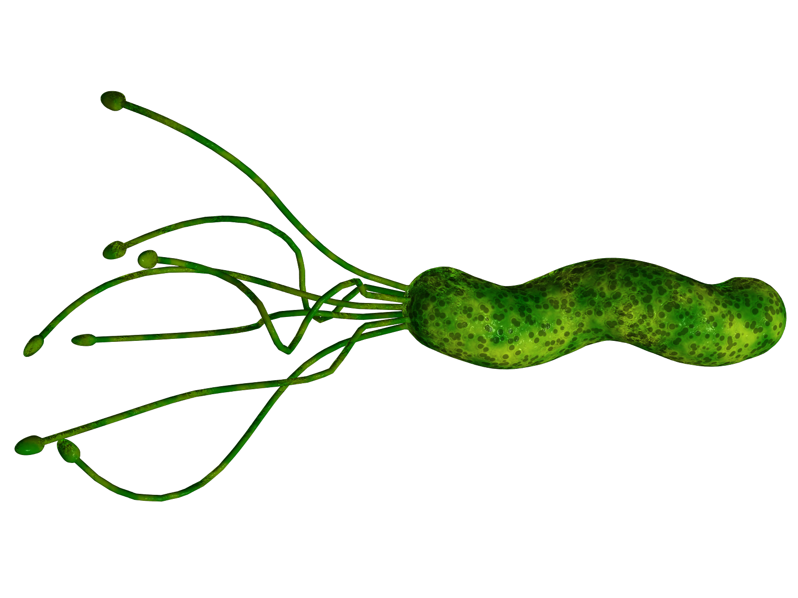helicobacter pylori