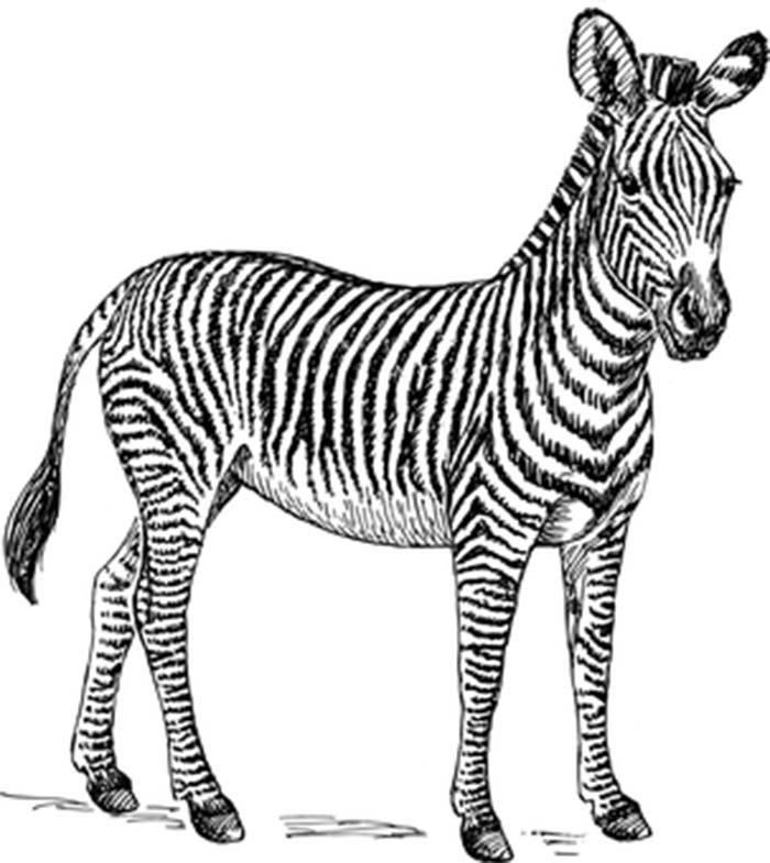 Zebras para colorir | Desenhos para colorir