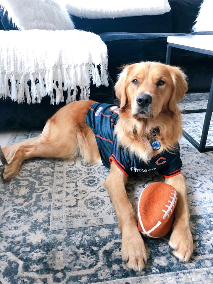Handsome Golden Retriever wearing a Bears jersey while playing with a football toy.