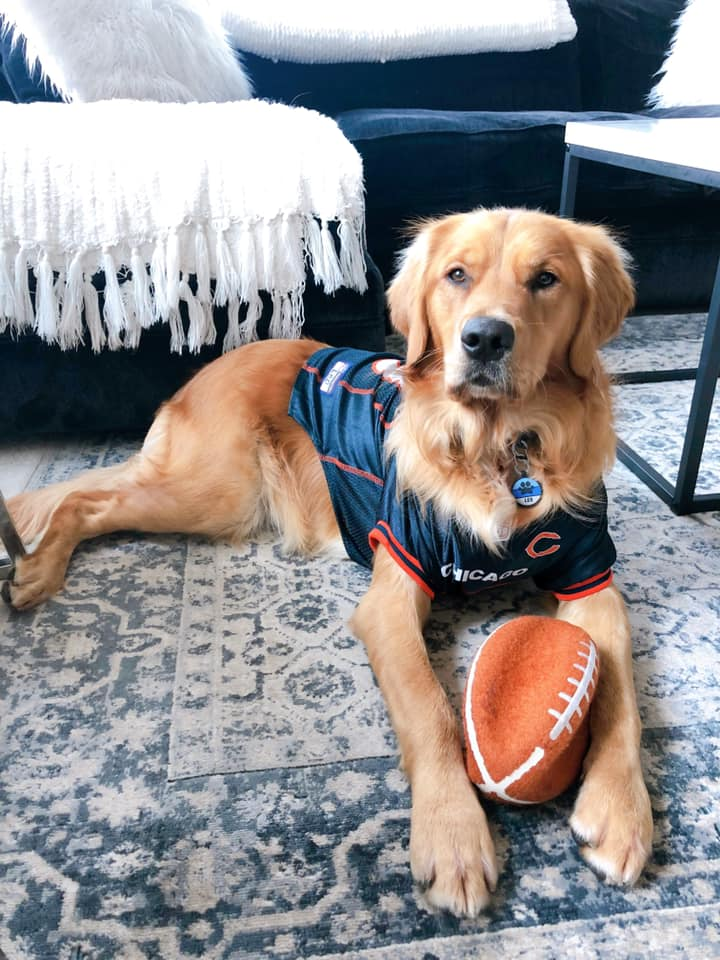 Chicago Bears Pet Jersey