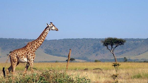 Giraffe, Masai Mara, Africa, Masai Mara