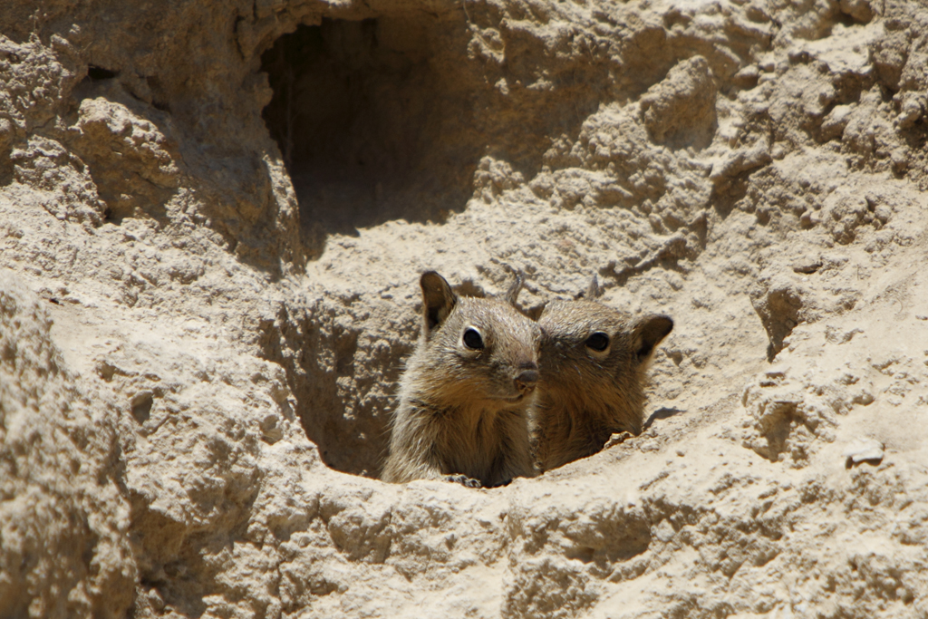 Belding&#39;s ground squirrel - Wikipedia