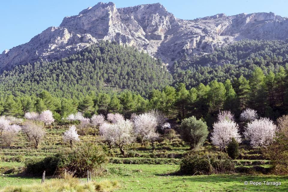 La imagen puede contener: montaÃ±a, Ã¡rbol, cielo, planta, hierba, exterior y naturaleza