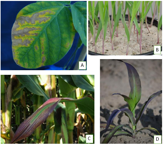 Sintomas de deficiência de fósforo em plantas de soja (A), trigo (B) e milho (C e D).