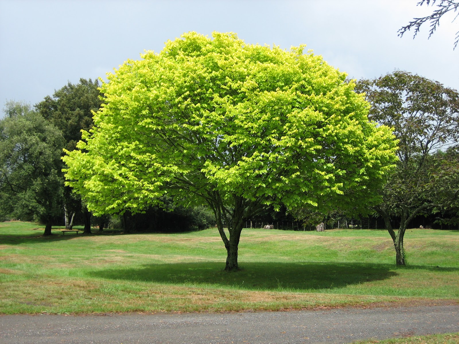 File:Bright green tree