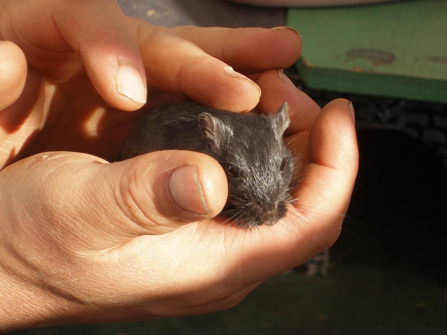 https://get.pxhere.com/photo/hand-mouse-animal-leg-finger-nose-stroke-1134003.jpg