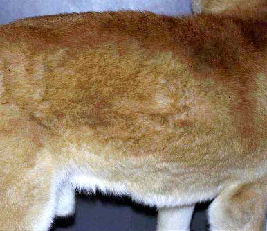 Same dog as in Figure 26a, after two months’ treatment with polyunsaturated fatty acids and keratin modulating shampoo