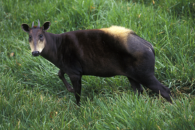 Yellow-backed duiker at San Diego Zoo.