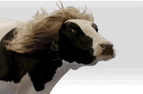 Cow panning to camera wearing a blonde wind blowing in the wind.