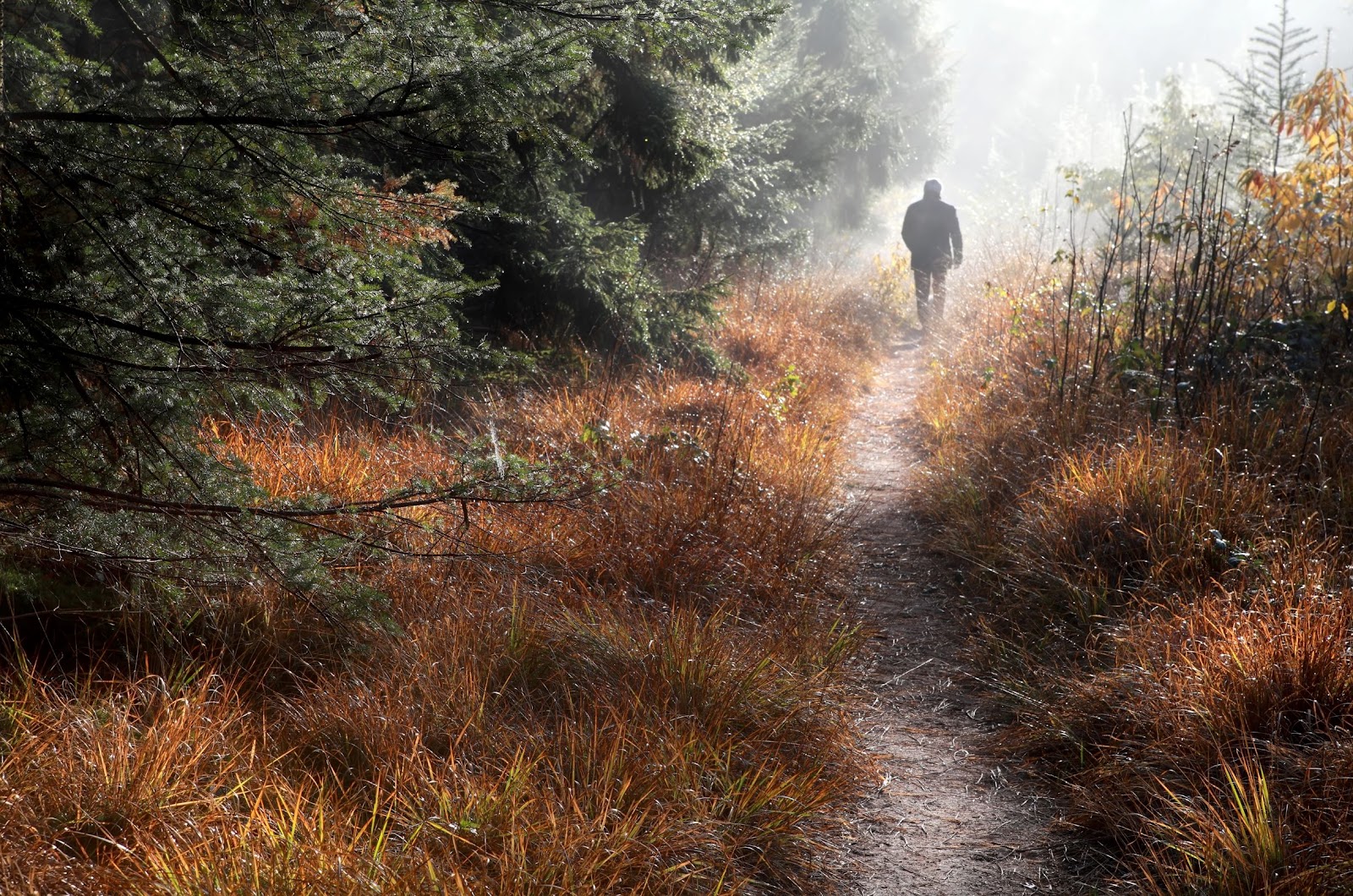 man-walking-on-forest-path
