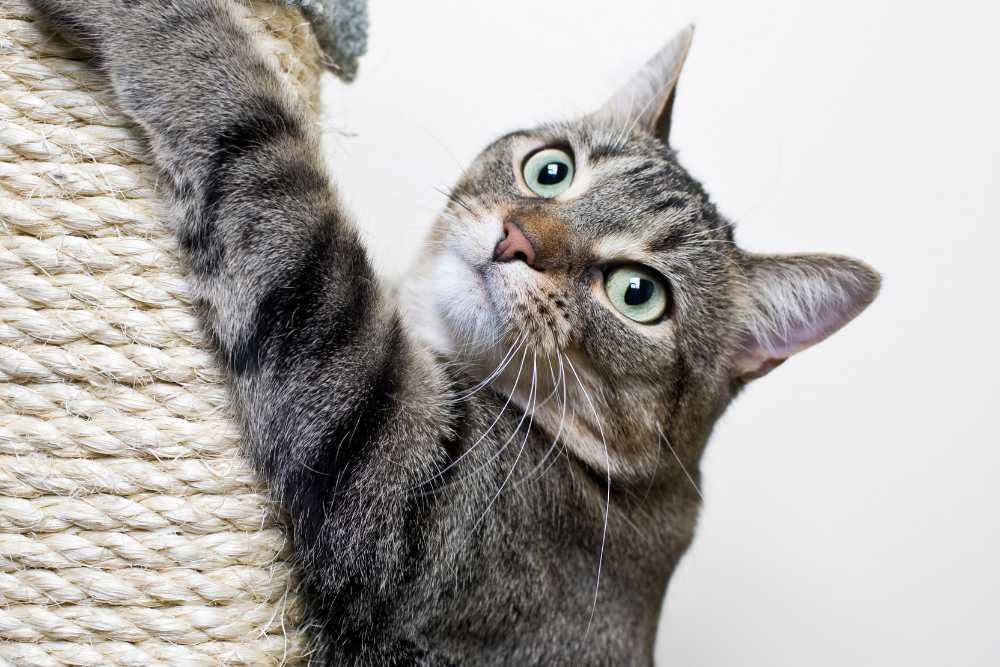 Sisal Rope Cat Scratching Corner