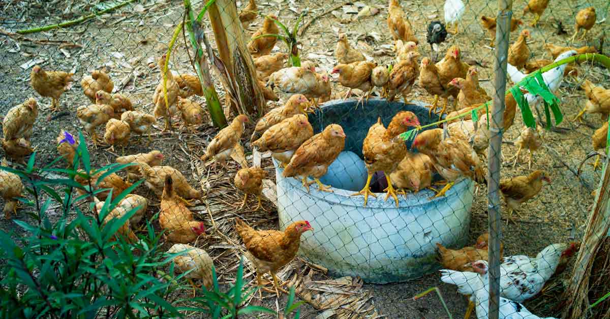 use chicken nets when you’re looking to maximize your space