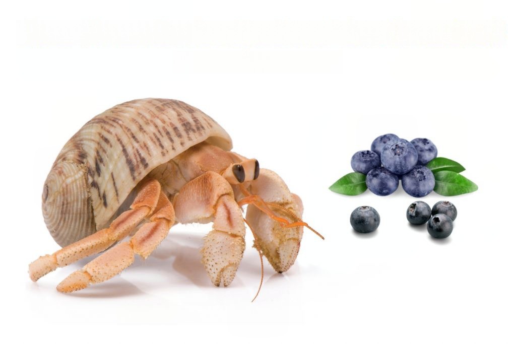 Can Hermit Crabs Eat Blueberries