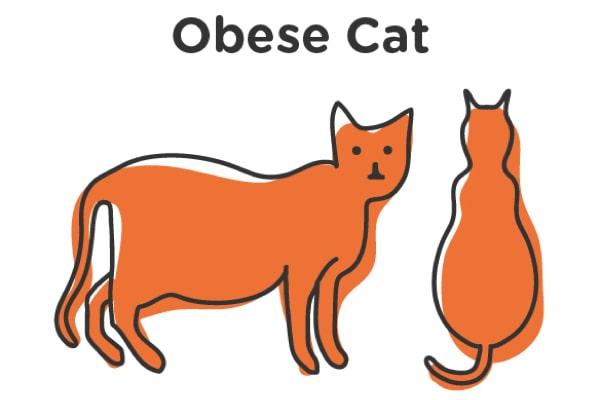 obese cat i
