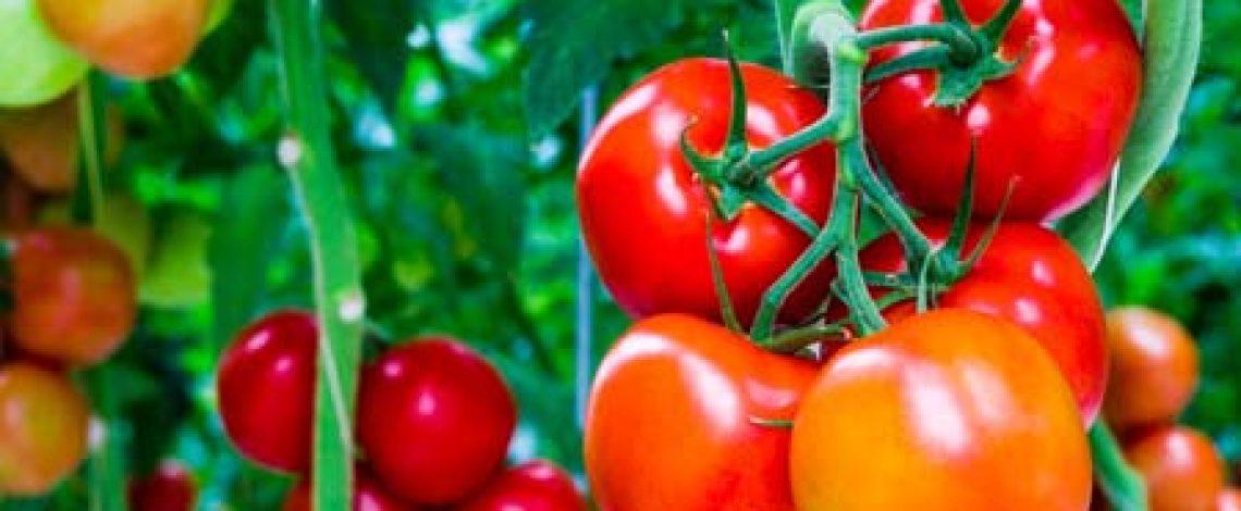 En Chile y en el mundo el cultivo de tomate ha ido creciendo a la par con su mayor consumo