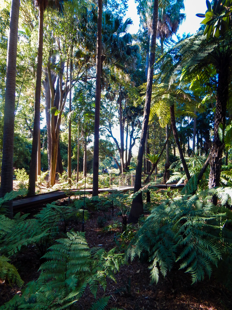 Boardwalk in the royal botanic gardens in Melbourne