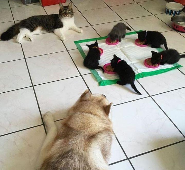 A Mother to New Fur Babies