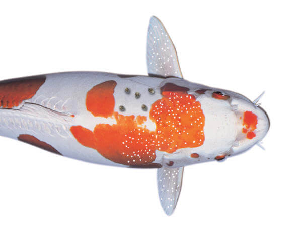5 bệnh nấm thường gặp ở cá Koi và cách chữa trị DỨT ĐIỂM