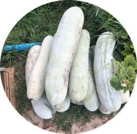 خرید بذر کدو واکسی | خربزه زمستانی | winter melon| Benincasa hispida