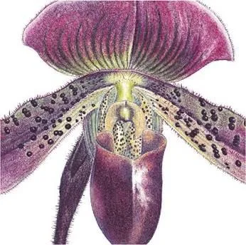 D:\0 wd yedek\acr yedek\1 film indirme\botanicheskaya_illyustraciya2_files\image163.jpg