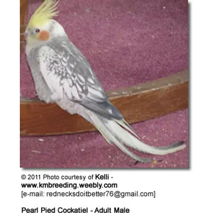 Pearl Pied Cockatiel - Adult Male