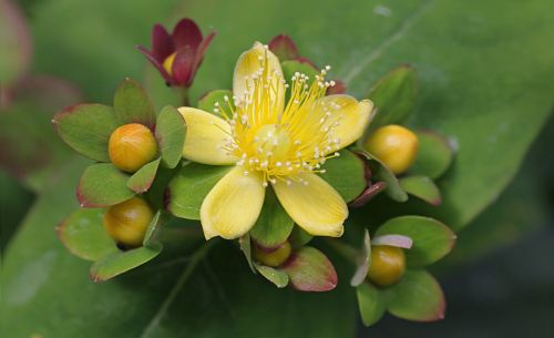 Risultato immagine per l'iperico (Hypericum perforatum),