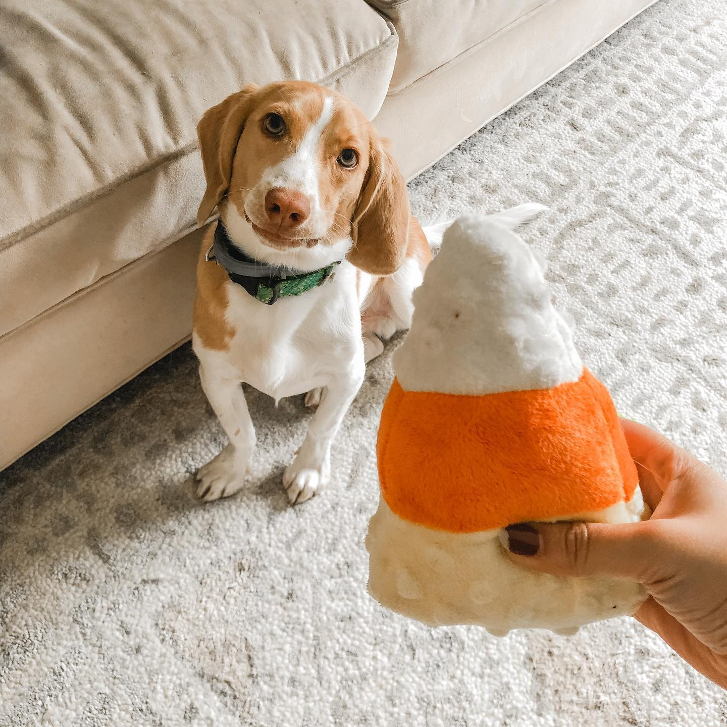 Bowie the lemon beagle