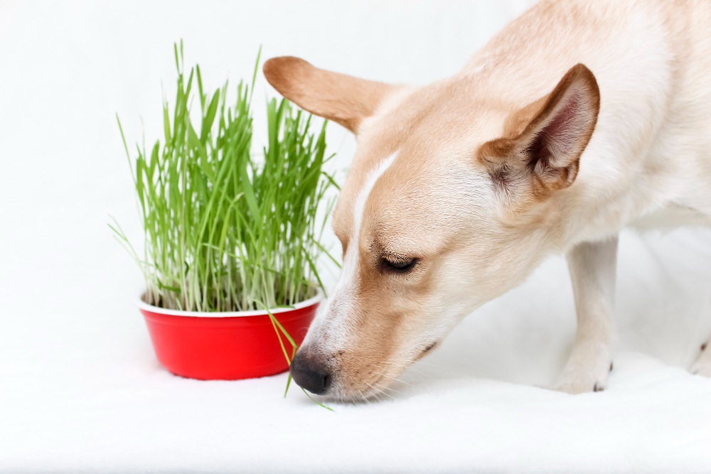 This is a picture of a dog sniffing a bowl of microgreens