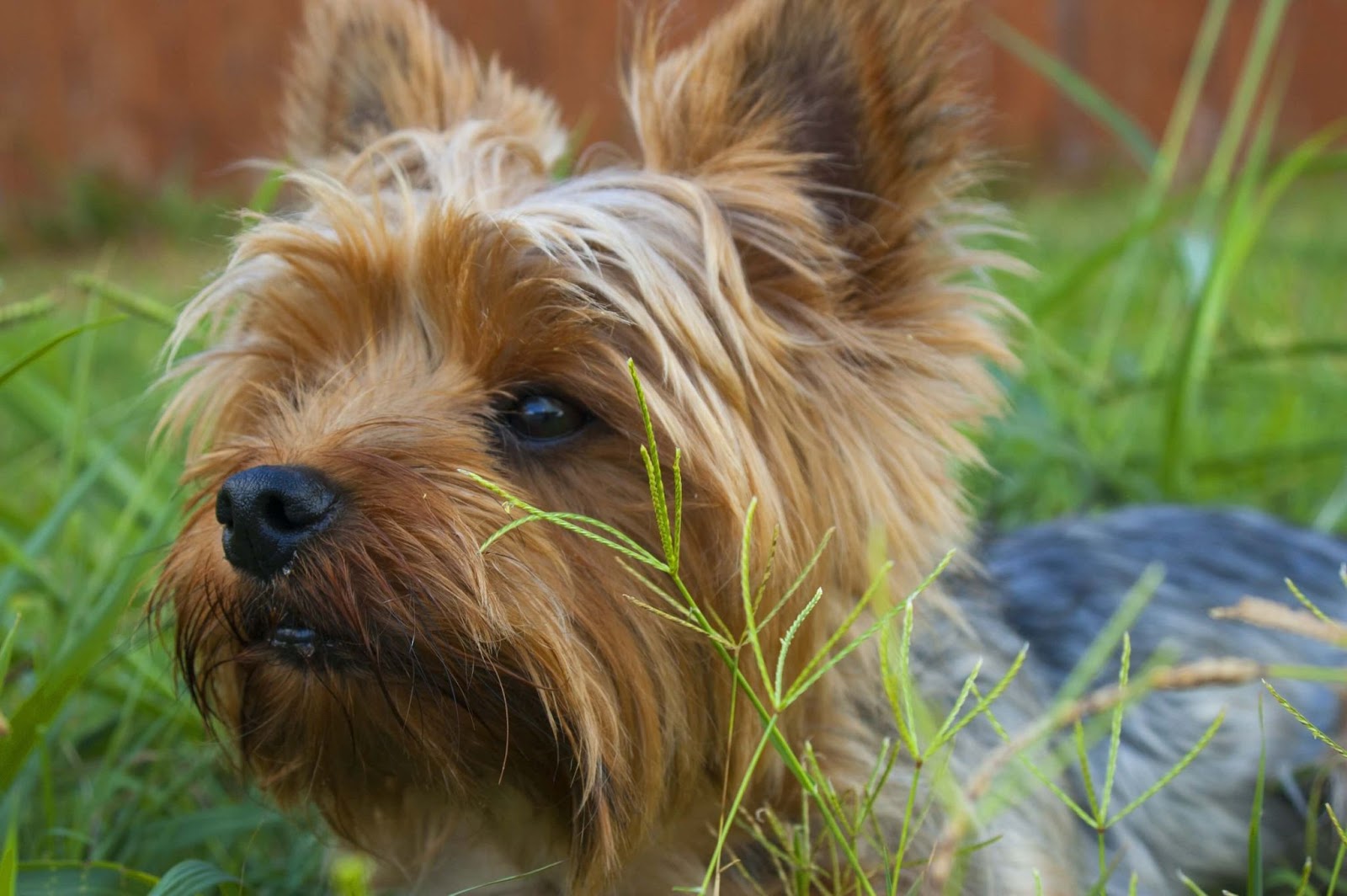 How Fast Can a Yorkie Run?
