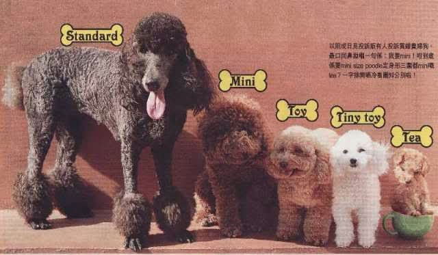 熱門的貴賓犬，有各種不同大小的尺寸
