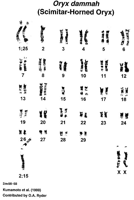 Karyotype as shown by O’Brien et al. (2006) with a 2;15 translocation.