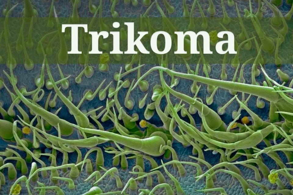 Modifikasi Jaringan Epidermis beserta Gambarnya
