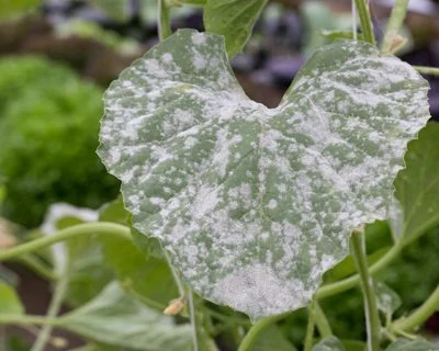 Protect your houseplant from diseases.