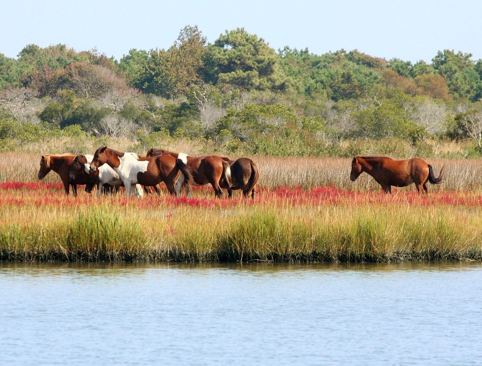 Free photo Assateague Marsh Ponies Wild Horses Herd Bog Swamp ...