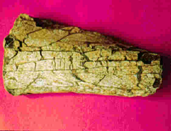 permineralization dino bone