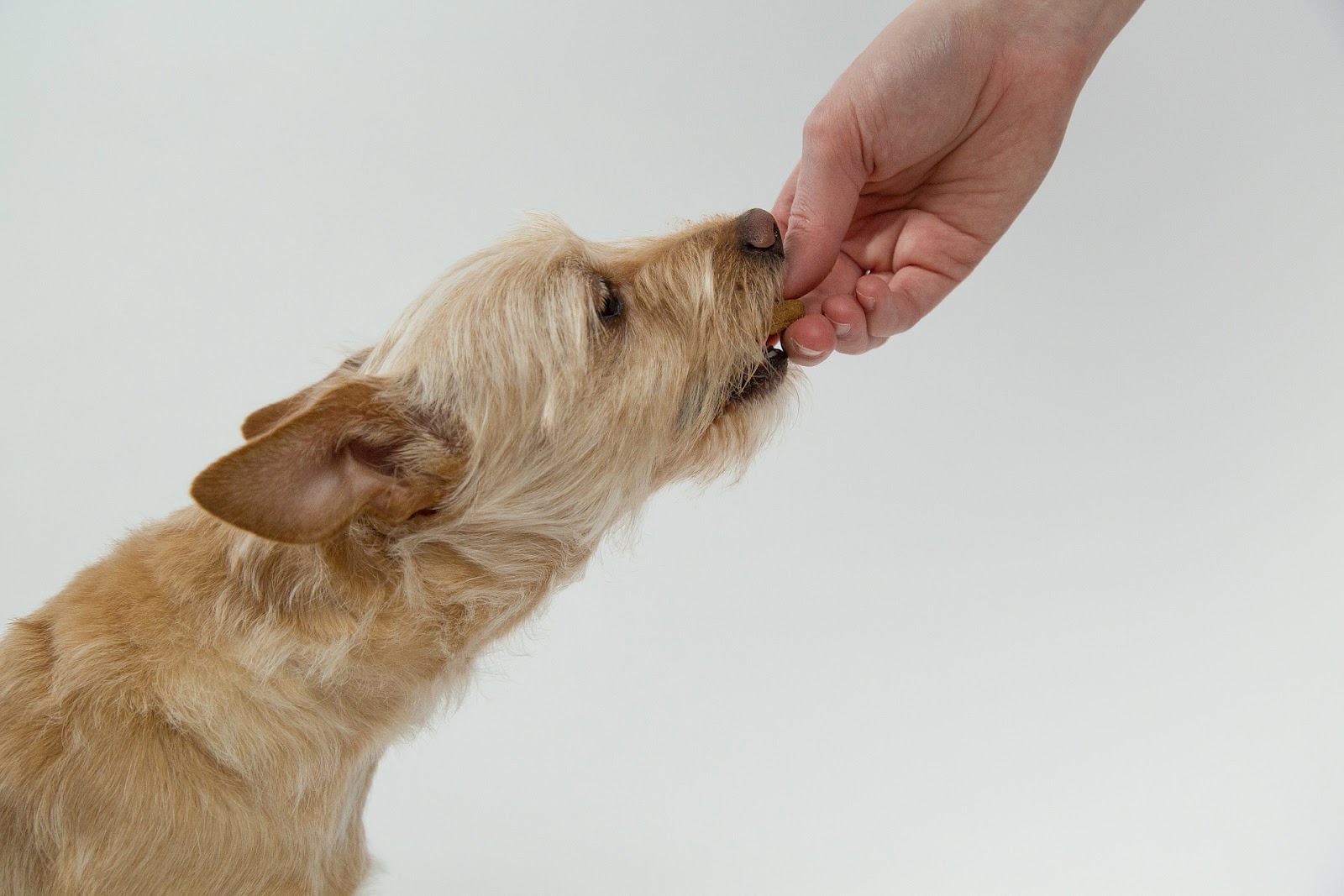 Want to Improve Your Dog's Health? Change Their Diet!