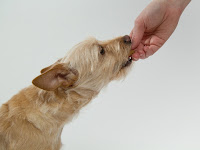 best diet for hyperactive dogs