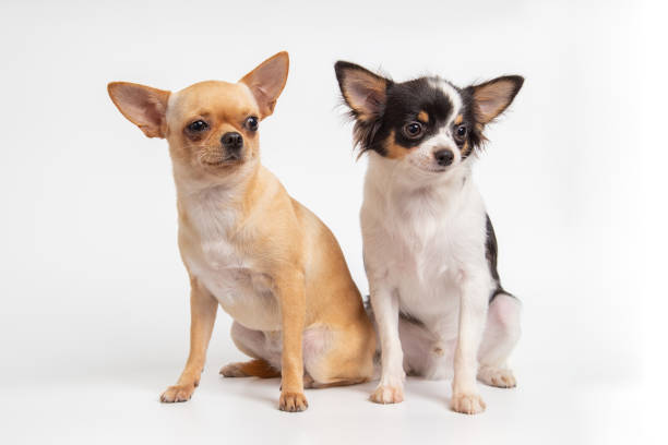Differences Between Male and Female Chihuahuas