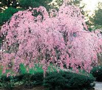 higan cherry.jpg