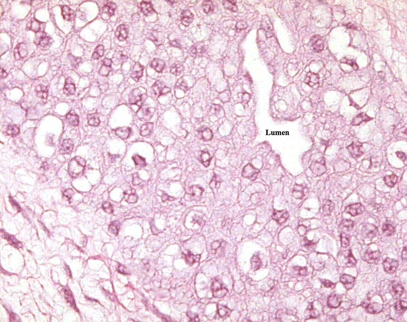 Higher magnification of allantoic duct epithelium.