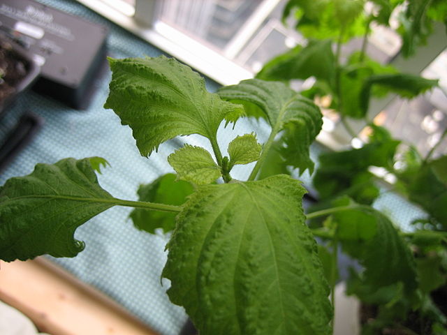 https://upload.wikimedia.org/wikipedia/commons/thumb/e/ed/Shiso_detail.jpg/640px-Shiso_detail.jpg